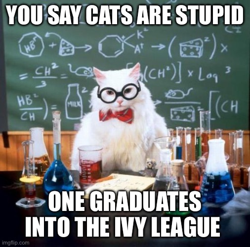 They aren’t that bad after all | YOU SAY CATS ARE STUPID; ONE GRADUATES INTO THE IVY LEAGUE | image tagged in memes,chemistry cat,college,nerd | made w/ Imgflip meme maker