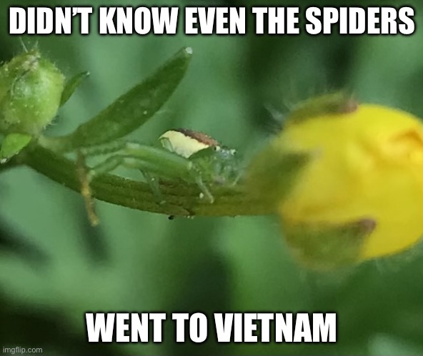 He Remember | DIDN’T KNOW EVEN THE SPIDERS; WENT TO VIETNAM | image tagged in sad,eurasian green crab spider,vietnam,thousand yard stare | made w/ Imgflip meme maker