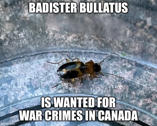 £0 Reward | BADISTER BULLATUS; IS WANTED FOR WAR CRIMES IN CANADA | image tagged in badister bullatus,beetle,ground beetle,canada,carabidae,war criminal | made w/ Imgflip meme maker