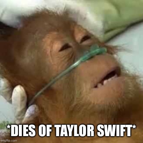 Dying orangutan | *DIES OF TAYLOR SWIFT* | image tagged in dying orangutan | made w/ Imgflip meme maker