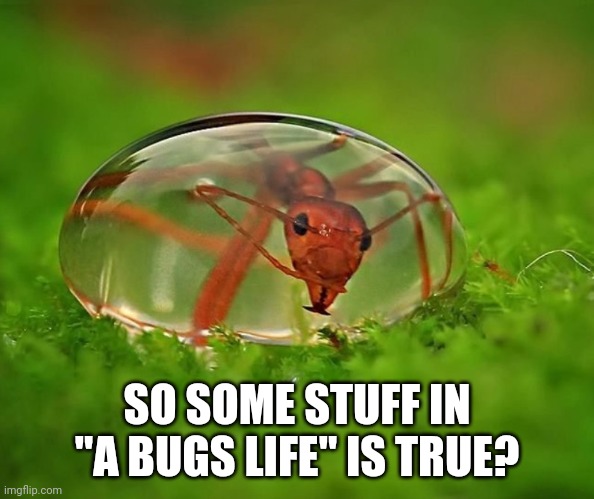 A Bug's Life is True? | SO SOME STUFF IN "A BUGS LIFE" IS TRUE? | image tagged in insects | made w/ Imgflip meme maker