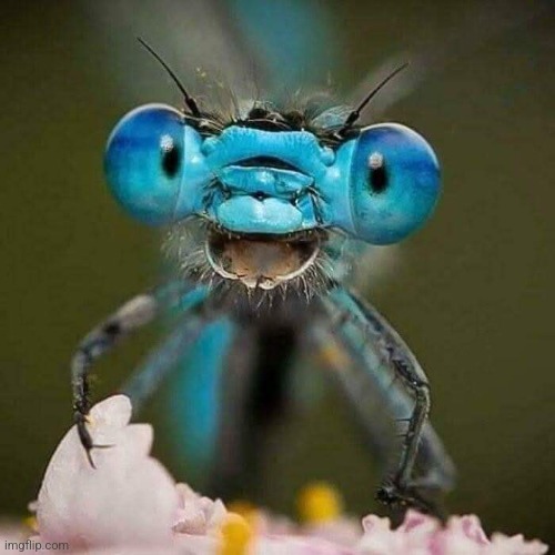 Happy Bug | image tagged in don't worry be happy,bug,close up,photography,funny,insects | made w/ Imgflip meme maker