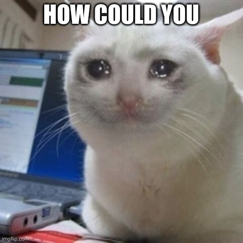 Crying cat | HOW COULD YOU | image tagged in crying cat | made w/ Imgflip meme maker