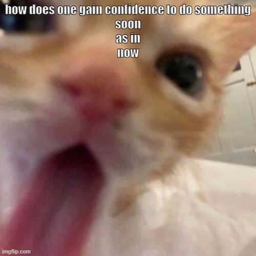 bleh | how does one gain confidence to do something
soon
as in
now | image tagged in bleh | made w/ Imgflip meme maker