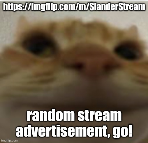 https://imgflip.com/m/SlanderStream | https://imgflip.com/m/SlanderStream; random stream advertisement, go! | image tagged in front-facing camera cat | made w/ Imgflip meme maker