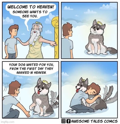 All dogs go there | image tagged in dogs,heaven,dog | made w/ Imgflip meme maker