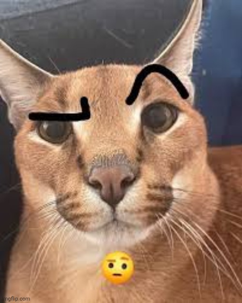 Caracal Eyebrow raise | image tagged in caracal eyebrow raise | made w/ Imgflip meme maker