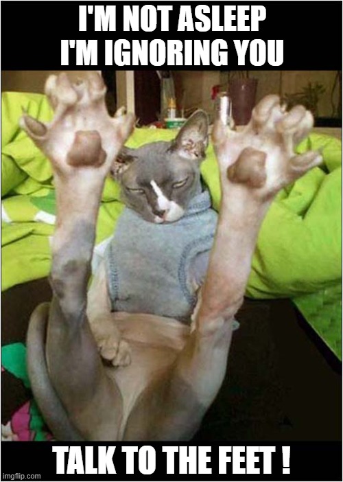 One Rude Cat ! | I'M NOT ASLEEP
I'M IGNORING YOU; TALK TO THE FEET ! | image tagged in cats,hairless,rude | made w/ Imgflip meme maker