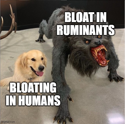 Bloat in ruminant livestock is deadly | BLOAT IN RUMINANTS; BLOATING IN HUMANS | image tagged in dog vs werewolf | made w/ Imgflip meme maker