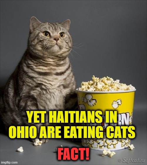 Cat eating popcorn | YET HAITIANS IN OHIO ARE EATING CATS FACT! | image tagged in cat eating popcorn | made w/ Imgflip meme maker