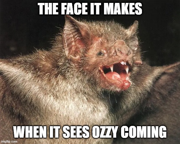 Bite the Bat | THE FACE IT MAKES; WHEN IT SEES OZZY COMING | image tagged in music,ozzy osbourne | made w/ Imgflip meme maker