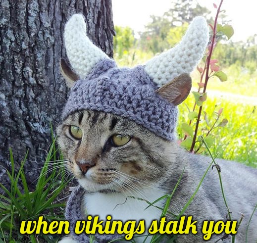 On the prowl | when vikings stalk you | image tagged in viking cat crochete hat | made w/ Imgflip meme maker