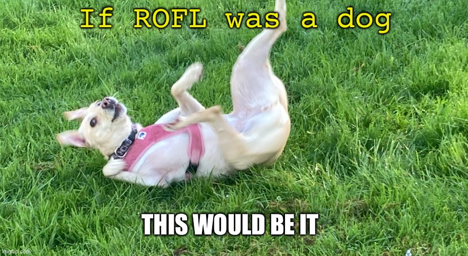 Doggo falling back | If ROFL was a dog; THIS WOULD BE IT | image tagged in doggo falling back | made w/ Imgflip meme maker