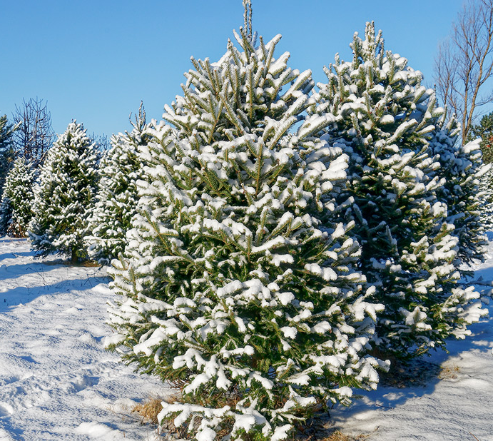 Literally everyone Blank Meme Template