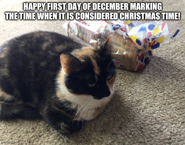 The cat is polyamorous. | HAPPY FIRST DAY OF DECEMBER MARKING THE TIME WHEN IT IS CONSIDERED CHRISTMAS TIME! | image tagged in bread,cat | made w/ Imgflip meme maker