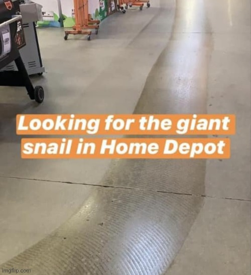 Hey, where's the snail? | image tagged in home depot,snail,weird,funny,silly,shopping | made w/ Imgflip meme maker