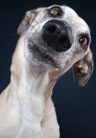 silly dog Blank Meme Template