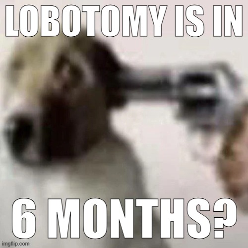 dog gunpoint | LOBOTOMY IS IN; 6 MONTHS? | image tagged in dog gunpoint | made w/ Imgflip meme maker