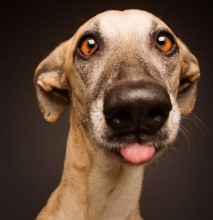 silly dog Blank Meme Template