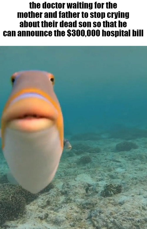 staring fish | the doctor waiting for the mother and father to stop crying about their dead son so that he can announce the $300,000 hospital bill | image tagged in staring fish,memes,funny,funny memes,lol,fun stream | made w/ Imgflip meme maker