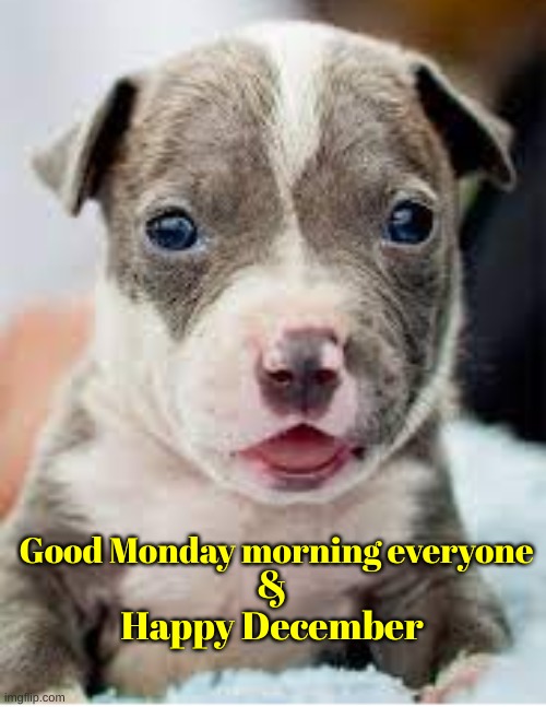 dog | Good Monday morning everyone; &
Happy December | image tagged in monday | made w/ Imgflip meme maker