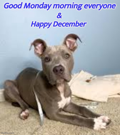 dogs | Good Monday morning everyone; &
Happy December | image tagged in pit bull | made w/ Imgflip meme maker