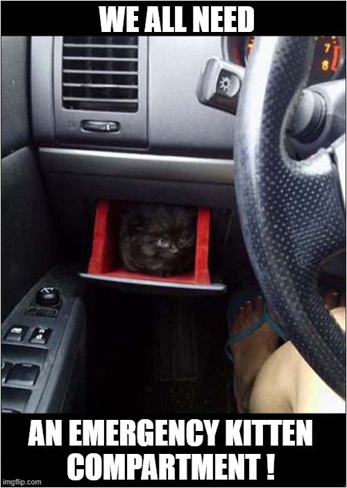 An Essential Optional Extra ! | WE ALL NEED; AN EMERGENCY KITTEN
COMPARTMENT ! | image tagged in cats,kitten,car,option | made w/ Imgflip meme maker