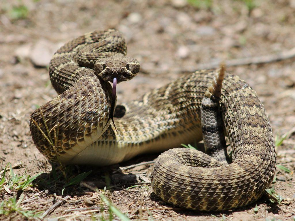 Upset Rattlesnake Blank Meme Template