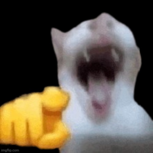 laughing cat | image tagged in laughing cat | made w/ Imgflip meme maker