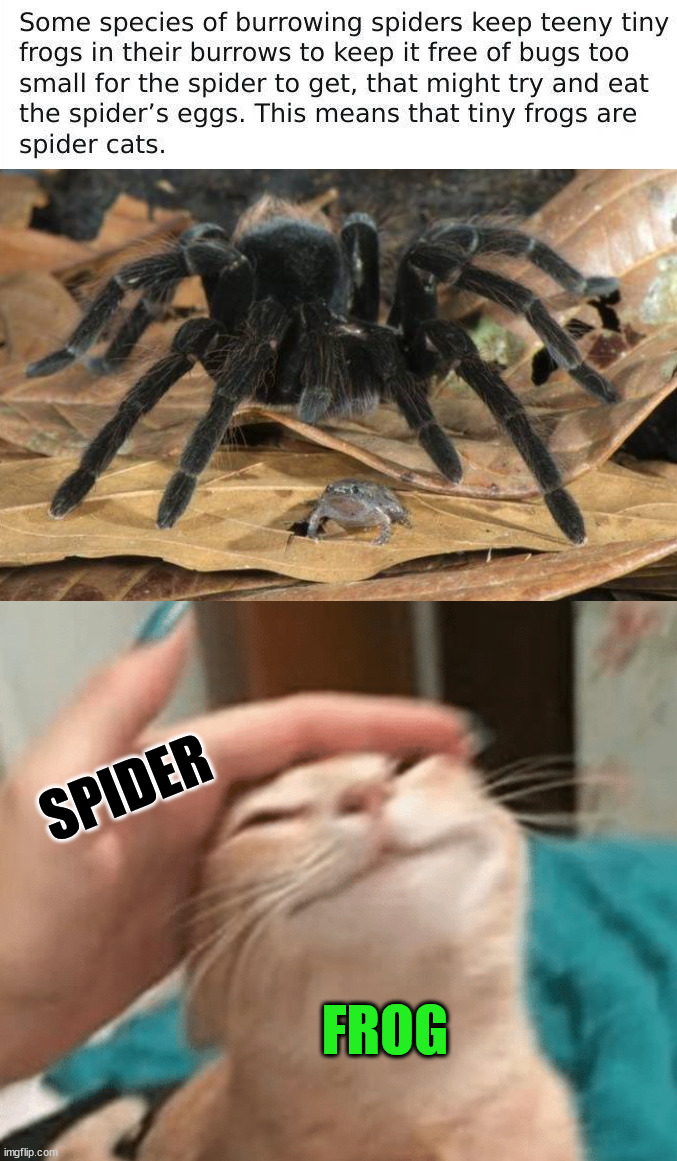 Spider keeps a pet | SPIDER; FROG | image tagged in pet the cat,spider,frog,weird stuff | made w/ Imgflip meme maker