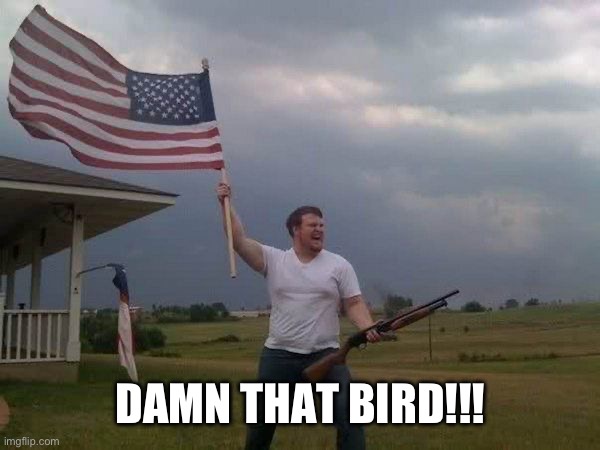 American flag shotgun guy | DAMN THAT BIRD!!! | image tagged in american flag shotgun guy | made w/ Imgflip meme maker