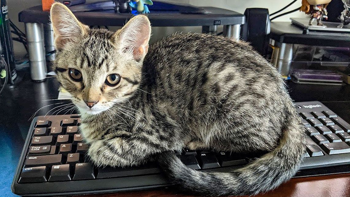 Cat on Keyboard Blank Meme Template