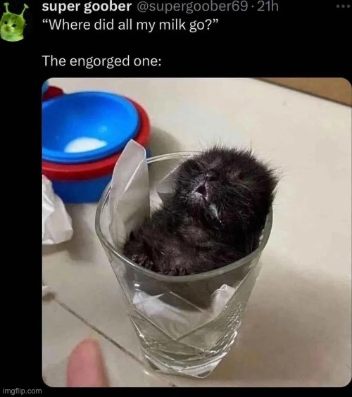 cat | image tagged in cat | made w/ Imgflip meme maker