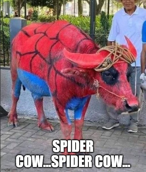 Hooven Web Slinger | SPIDER COW...SPIDER COW... | image tagged in spiderman | made w/ Imgflip meme maker