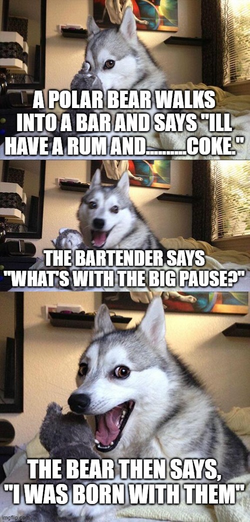 Bad Pun Dog | A POLAR BEAR WALKS INTO A BAR AND SAYS "ILL HAVE A RUM AND..........COKE."; THE BARTENDER SAYS "WHAT'S WITH THE BIG PAUSE?"; THE BEAR THEN SAYS, "I WAS BORN WITH THEM" | image tagged in memes,bad pun dog | made w/ Imgflip meme maker