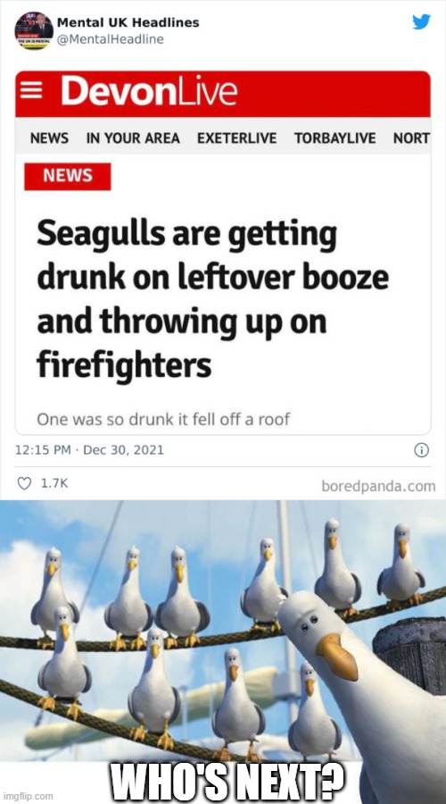 Seagulls | WHO'S NEXT? | image tagged in seagulls | made w/ Imgflip meme maker