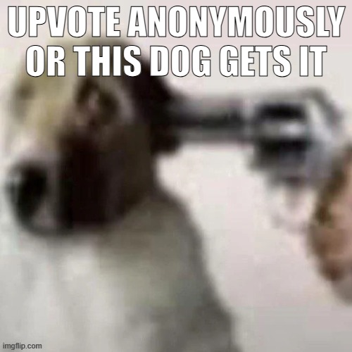 dog gunpoint | UPVOTE ANONYMOUSLY OR THIS DOG GETS IT | image tagged in dog gunpoint | made w/ Imgflip meme maker