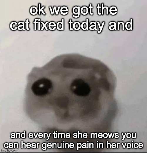 i feel so fucking bad bro | ok we got the cat fixed today and; and every time she meows you can hear genuine pain in her voice | image tagged in sad hampster | made w/ Imgflip meme maker