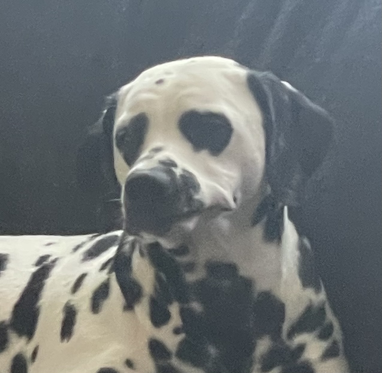 High Quality Disappointed Dalmatian Blank Meme Template