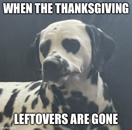 Disappointed Dalmatian | WHEN THE THANKSGIVING; LEFTOVERS ARE GONE | image tagged in disappointed dalmatian | made w/ Imgflip meme maker