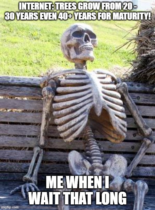 Waiting Skeleton | INTERNET: TREES GROW FROM 20 - 30 YEARS EVEN 40+ YEARS FOR MATURITY! ME WHEN I WAIT THAT LONG | image tagged in memes,waiting skeleton | made w/ Imgflip meme maker