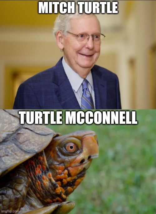 Mitch Turtle McConnell | MITCH TURTLE; TURTLE MCCONNELL | image tagged in memes,mitch mcconnell,turtle,politics,funny,political meme | made w/ Imgflip meme maker