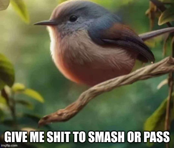 cool ass bird photo | GIVE ME SHIT TO SMASH OR PASS | image tagged in cool ass bird photo | made w/ Imgflip meme maker