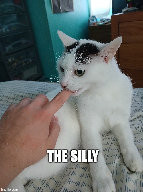 THE SILLY | image tagged in cat | made w/ Imgflip meme maker