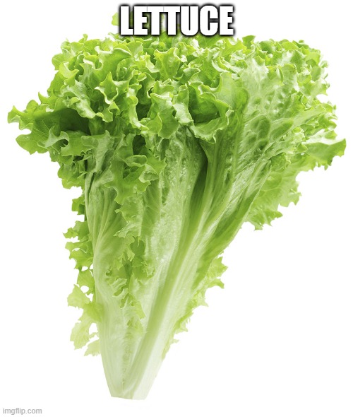 lettuce | LETTUCE | image tagged in lettuce | made w/ Imgflip meme maker