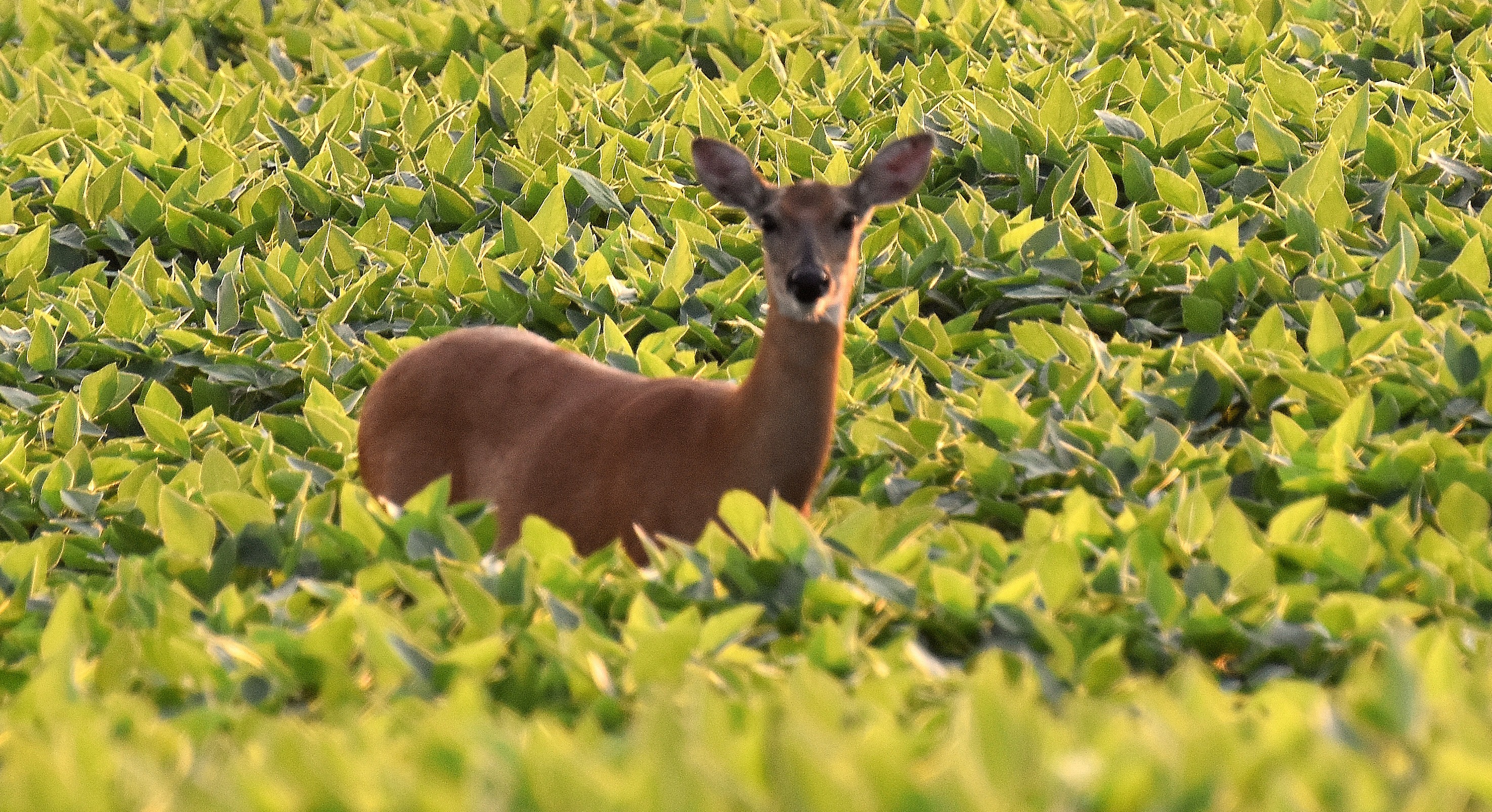 deer in the beans | image tagged in deer,beans,kewlew | made w/ Imgflip meme maker