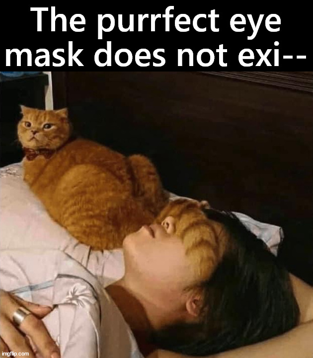 Sleep better | The purrfect eye mask does not exi-- | image tagged in cats | made w/ Imgflip meme maker