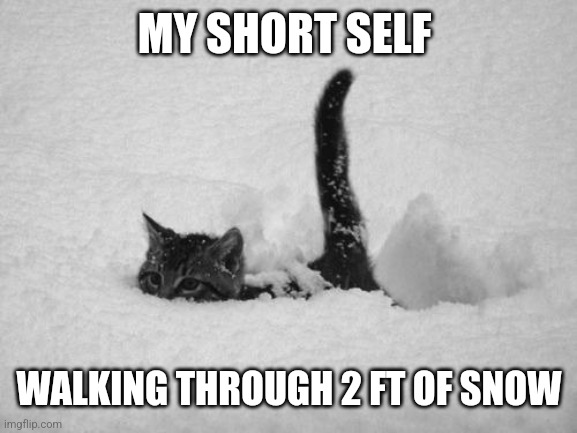 It's Soo cold and it snowed so Yay ig | MY SHORT SELF; WALKING THROUGH 2 FT OF SNOW | image tagged in snow cat | made w/ Imgflip meme maker