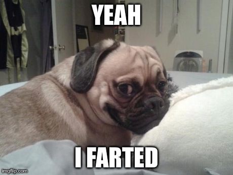 YEAH I FARTED | image tagged in satisfied pug | made w/ Imgflip meme maker
