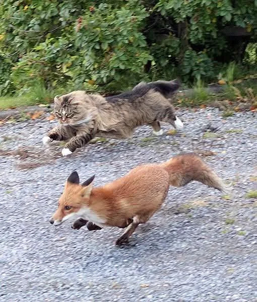 Norwegian forrest cat chasing fox Blank Meme Template